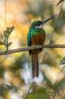 Brazil-Pantanal Rufous-tailed jacamar bird on limb Art Print